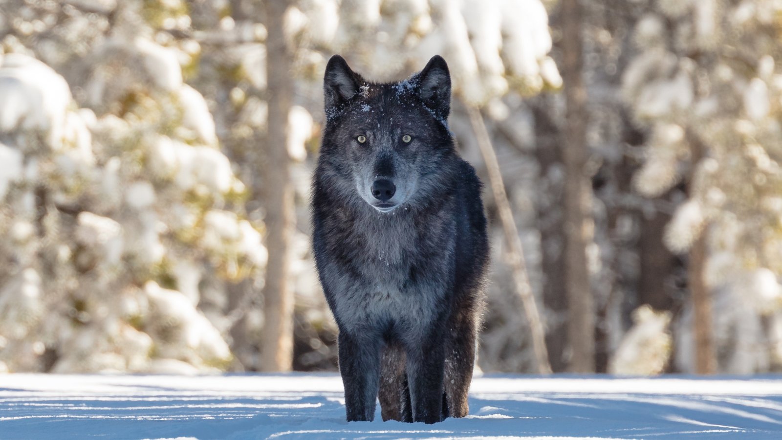 Yellowstone_gray_wolf-publc_domain-Jacob_Frank-NPS