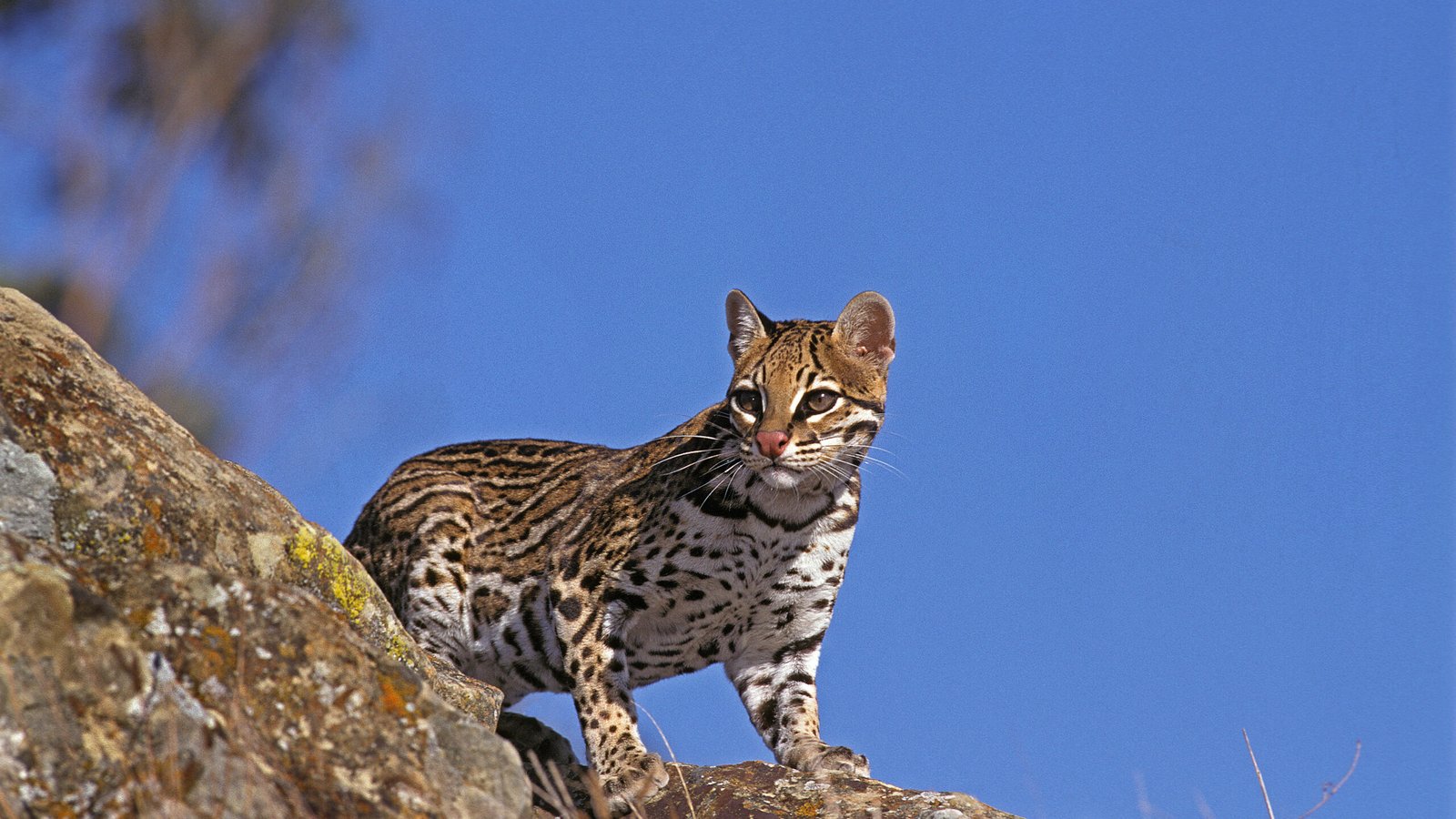 ocelot-purchased-shutterstock-Gerard-Lacz-scaled